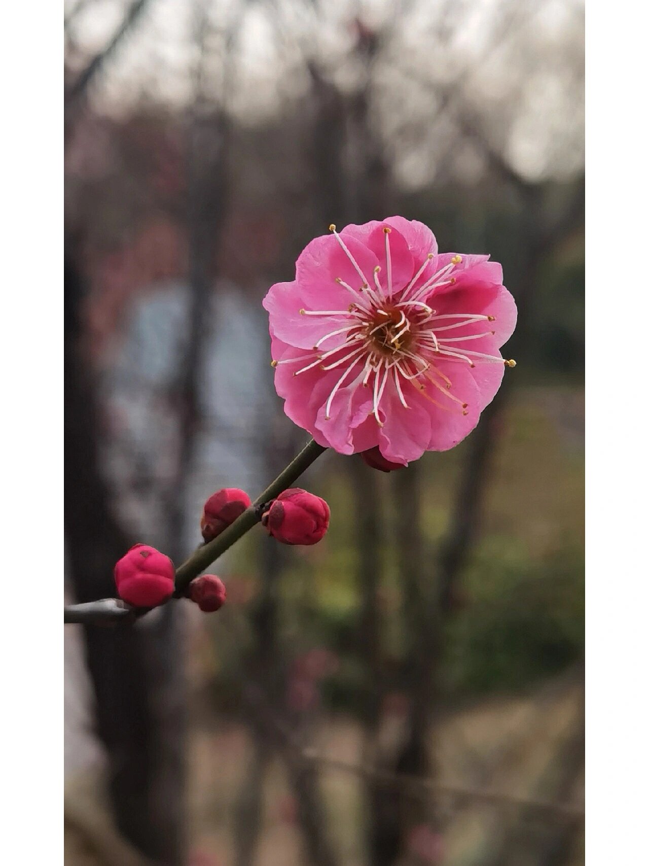 朱砂梅 朱砂梅为真梅系直脚梅类,枝条直伸或斜展,不下垂成拱形也不