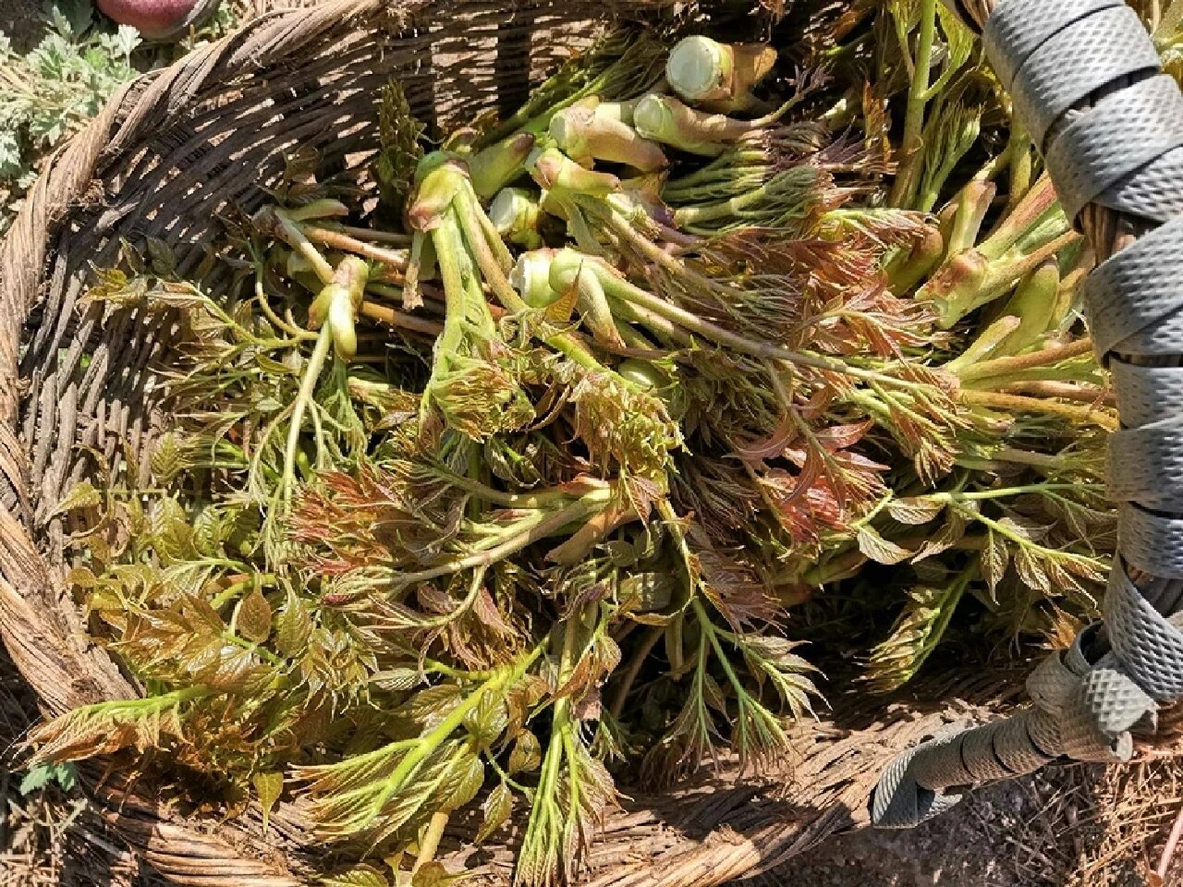 楤木 这种野菜的学名叫做"楤木",楤木是五加科楤木属的乔木,植株不高
