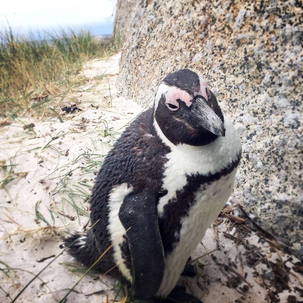 重度禽类恐惧症患者不怕企鹅 最近定了件期待已久的大事儿  付上2015