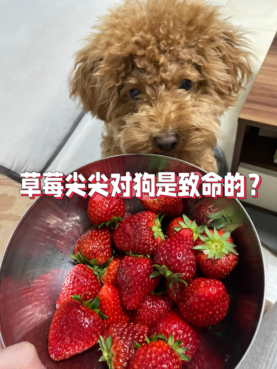 狗可以吃草莓吗-博美狗狗可以吃草莓吗