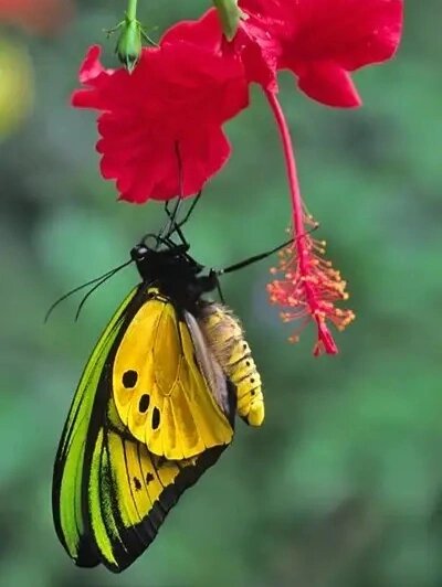 哥利亚鸟翼凤蝶(雄)