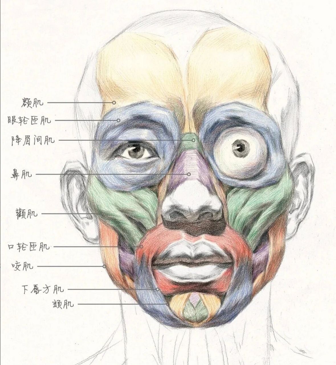 头像素描脸部肌肉结构图片