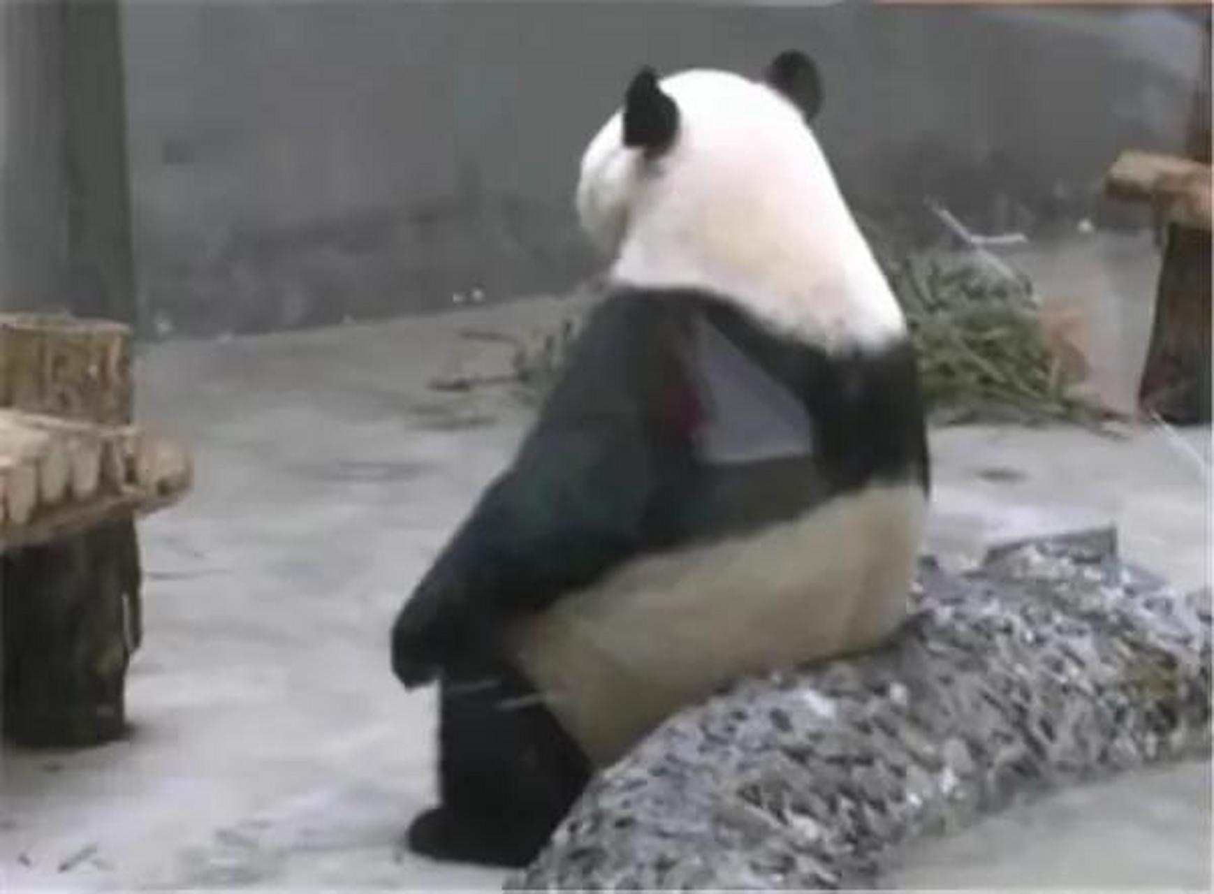 大熊猫缘小长得彪悍强势,很有大哥的样子.