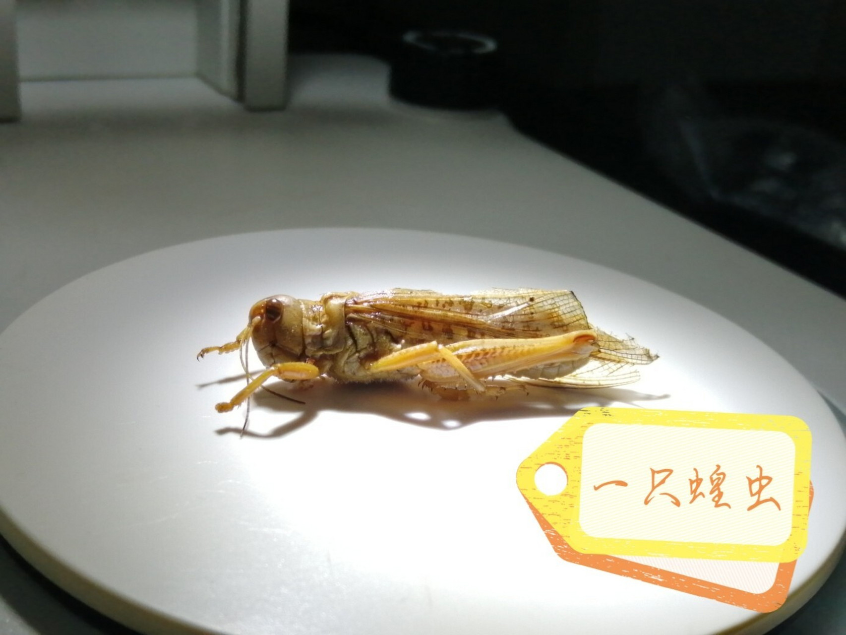 蝗虫结构 分享 昆虫学实验——解剖蝗虫  蝗虫:年轻人不讲武德,走得一