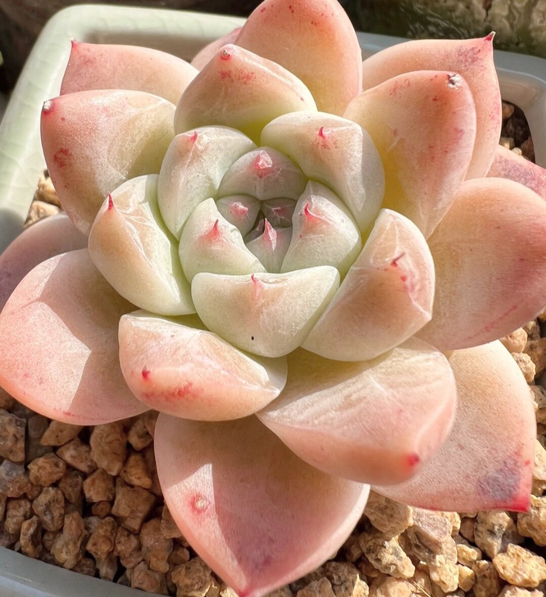 阿尔巴佳人,景天科拟石莲花属的植物,它也是属于月影系多肉的一种