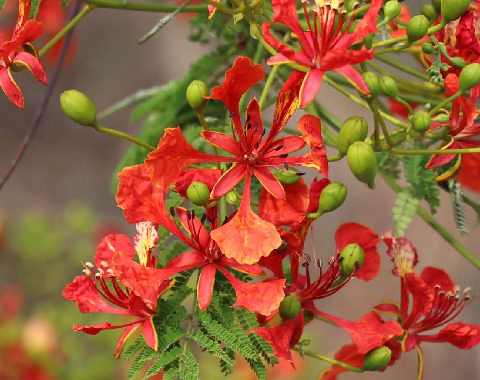 是豆科,凤凰木属植物,别名凤凰花,红花楹,火树,火凤凰,火树,花期6-8