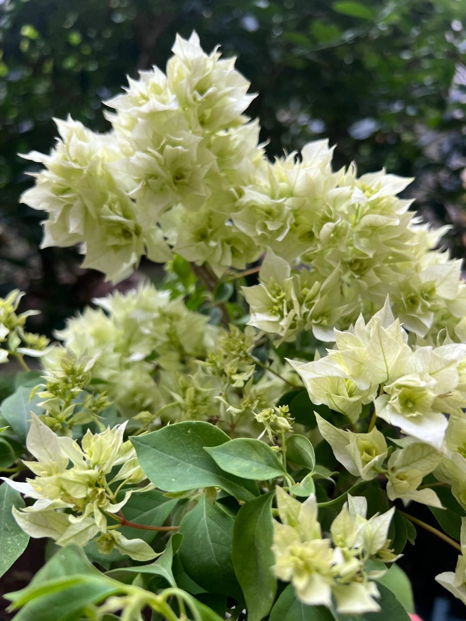 重瓣绿白三角梅 重瓣绿白三角梅,不同重瓣怡景,白中微微泛绿,开爆真的