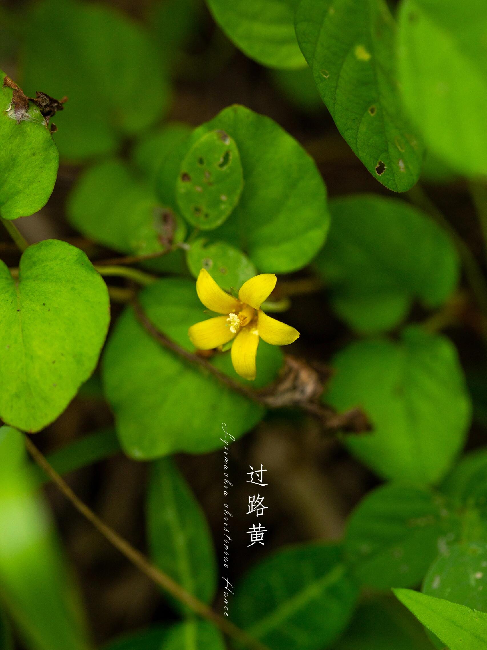 在山中散步|夏天的野花