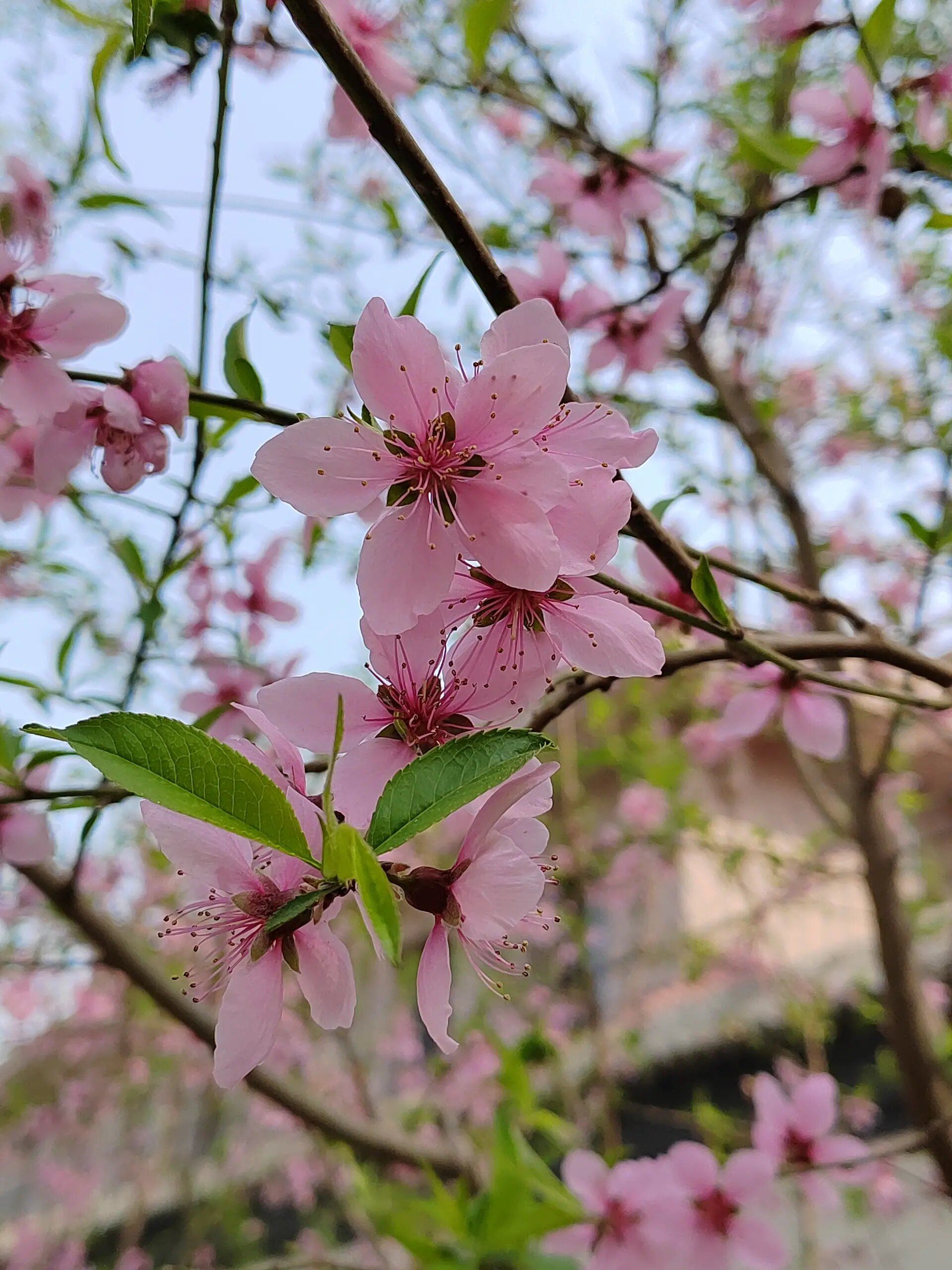 每日一花