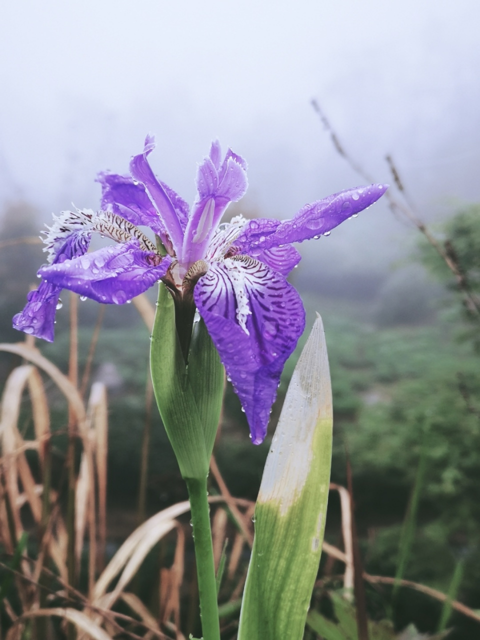 山野鸢尾 过度的精致和舒适对清醒是有伤害的,相比市场上售卖的鲜花