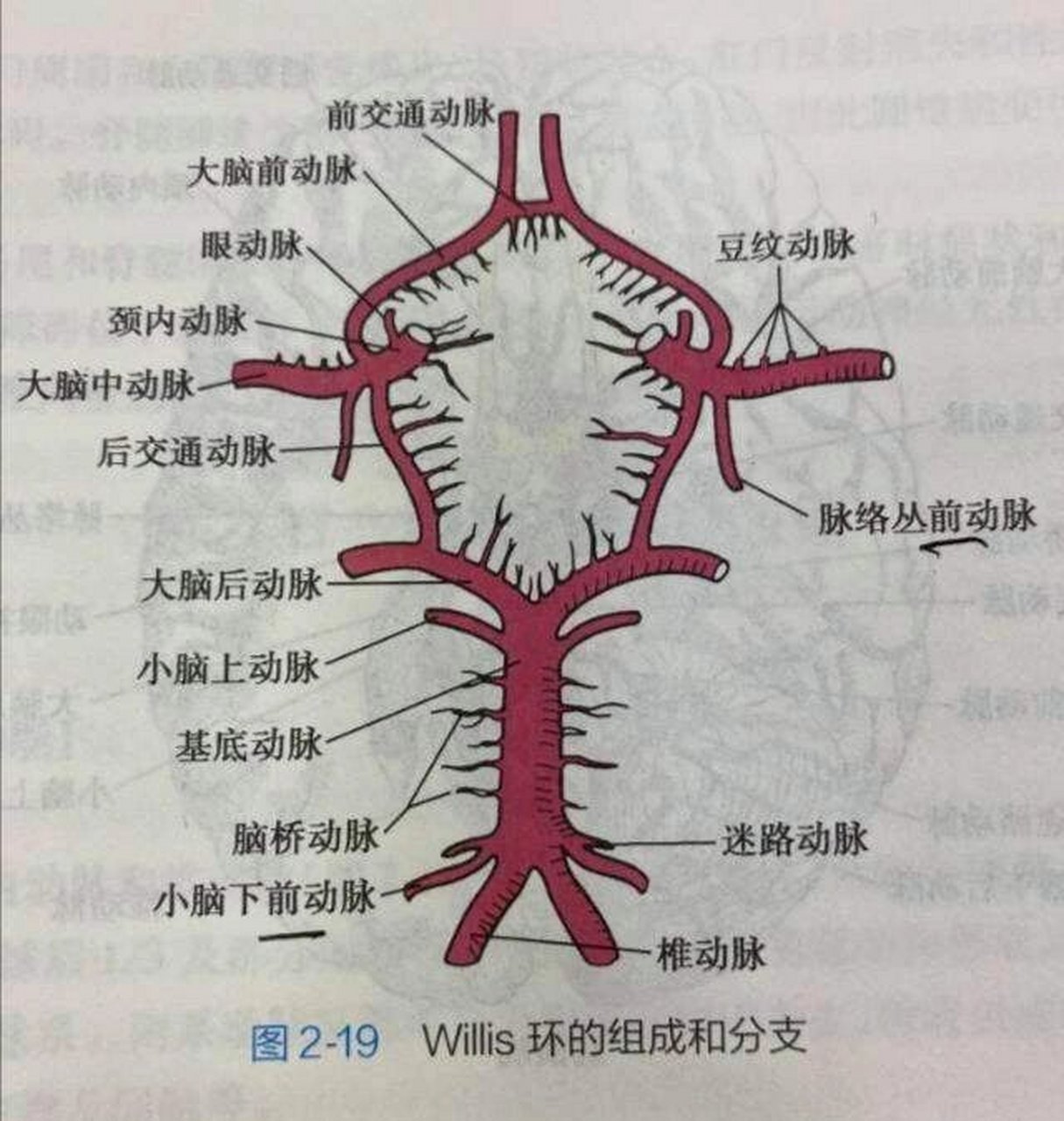 大脑血管分布示意图图片