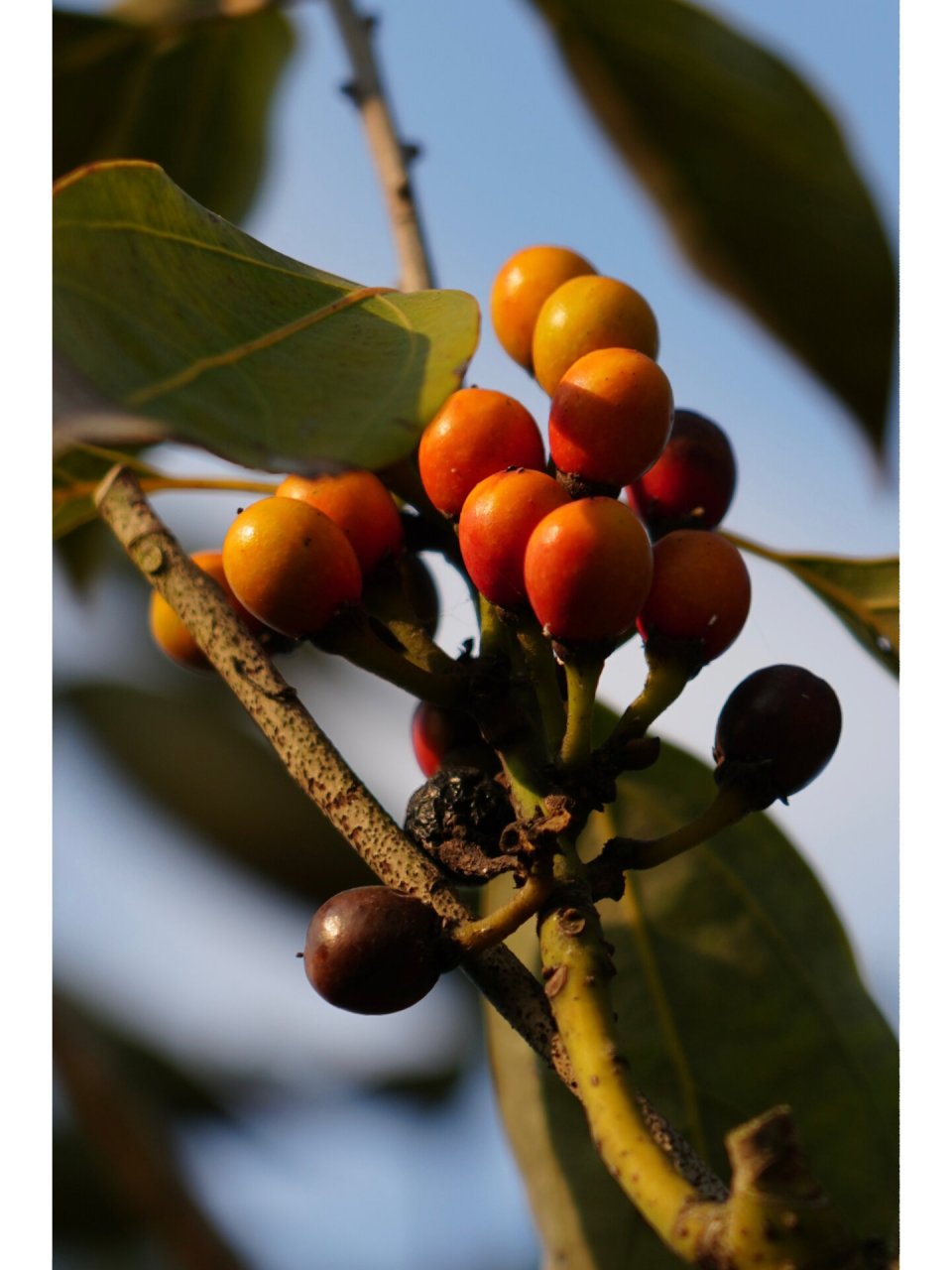 舟山新木姜子|佛光树 舟山新木姜子,樟科新木姜子属乔木,9-10月开花,1