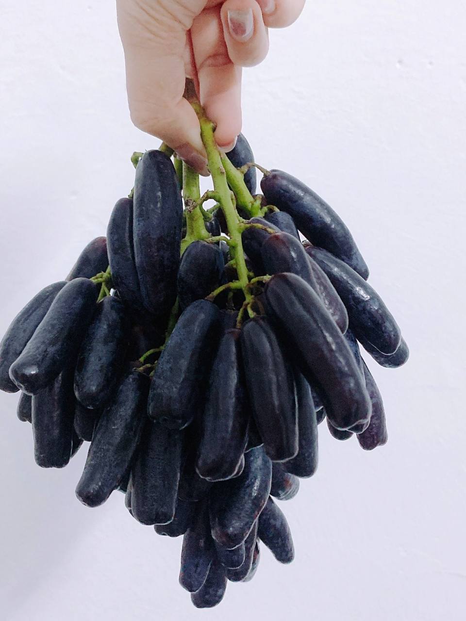 秋天的蓝宝石96手指黑美人葡萄99 像手指一样长的葡萄 口感清脆