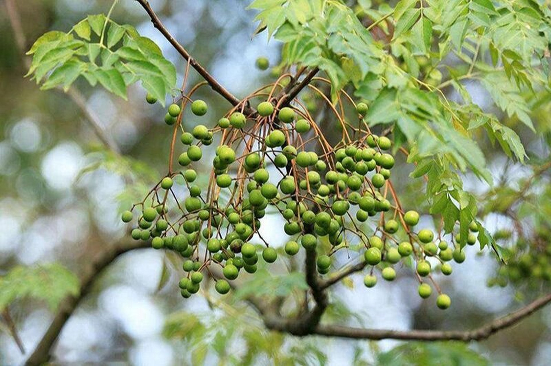 小时候都叫"火练木"应该就是苦楝木的谐音,因为是口口相传所以叫的音