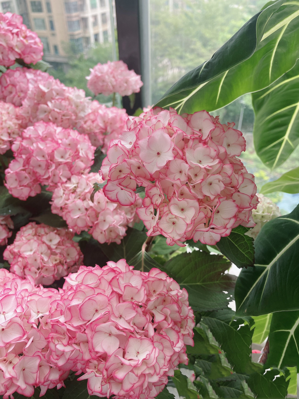 塞布丽娜绣球 塞布丽娜绣球,花园颜值担当 蕾丝边,属于绣球里面,皮实