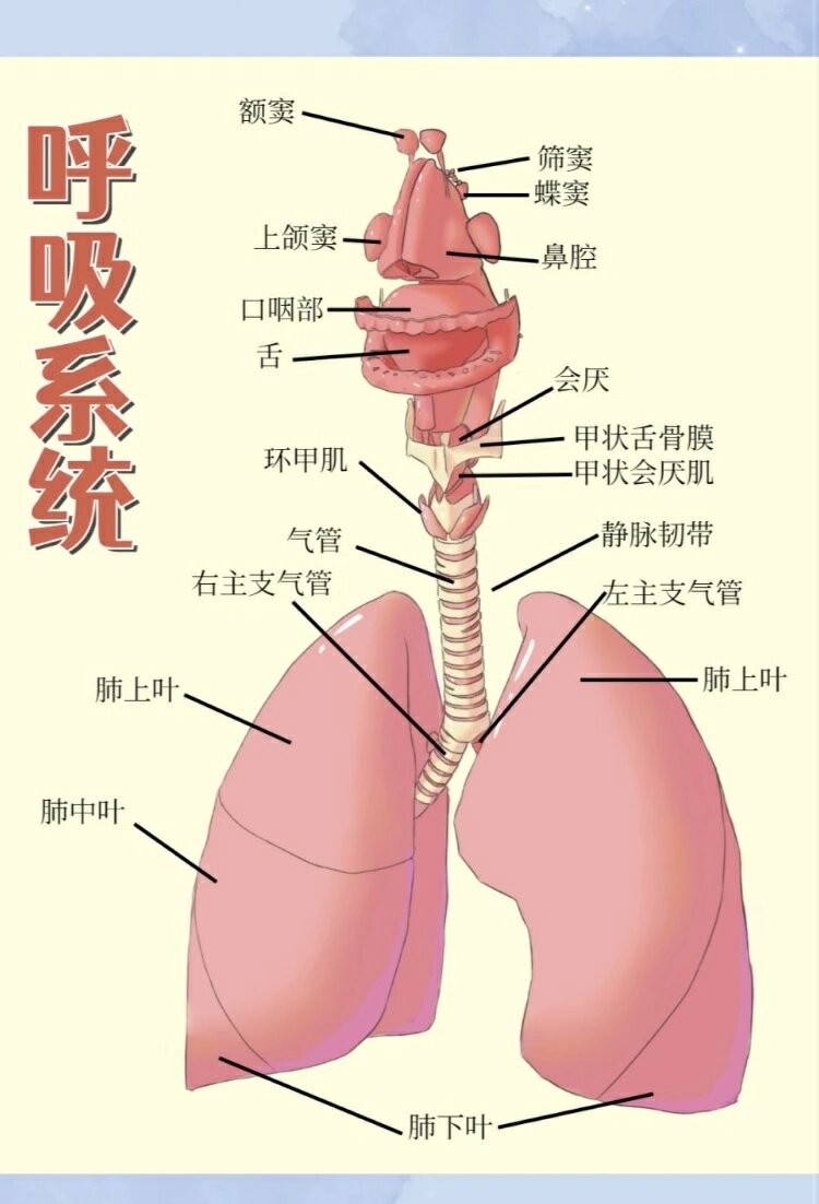 呼吸系统全景图