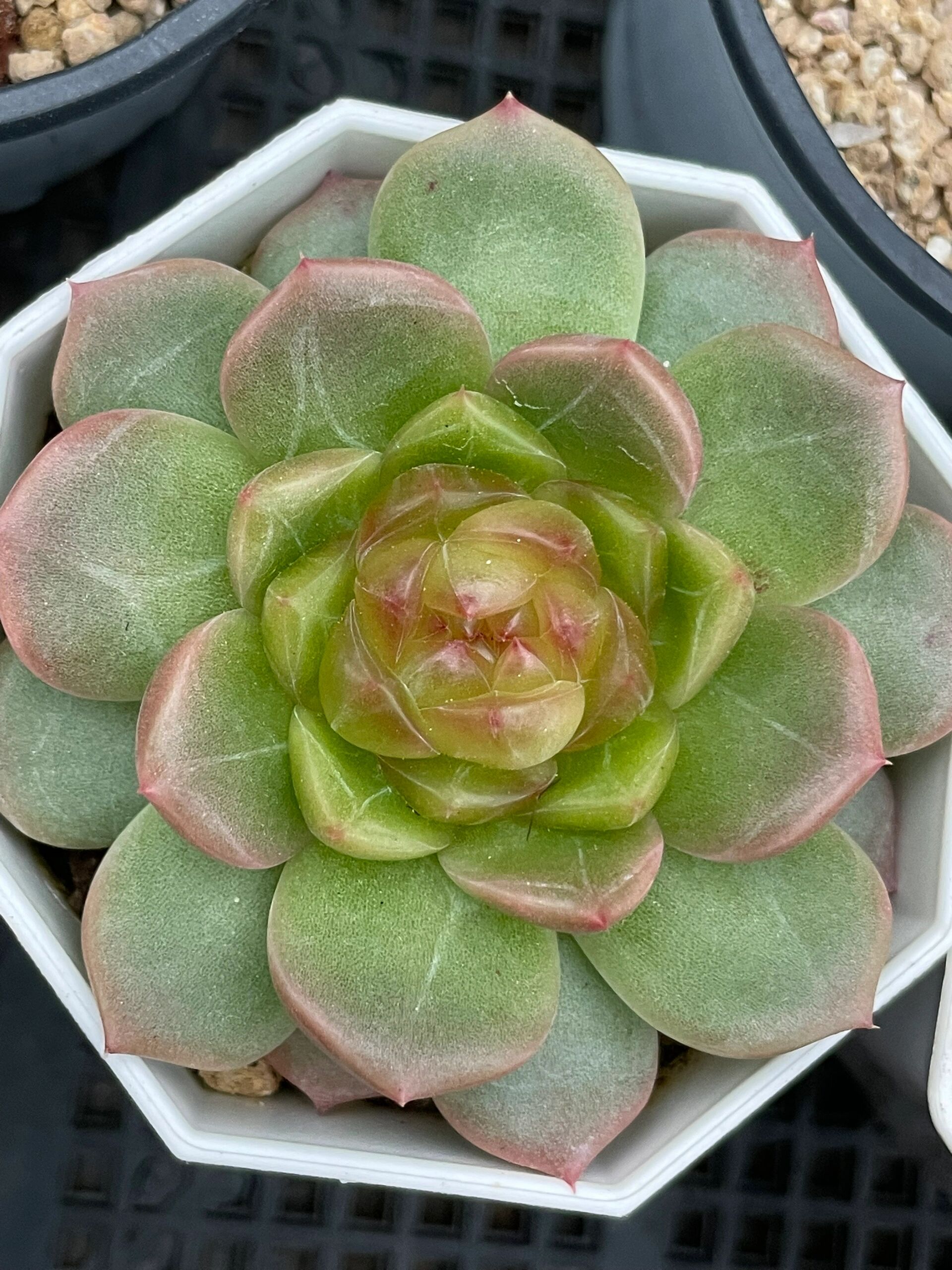 q农场珍妮糖心精品上新喽 各种冰透个体,99秋阳园艺 12:30上新,有