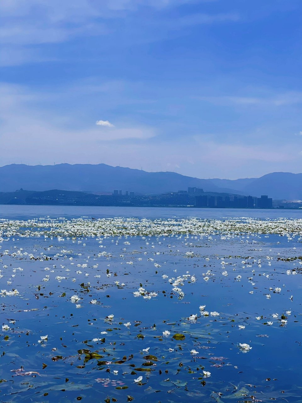 洱海水中绝美花海6015错过海菜花就得等到11月   	 你的名字是海