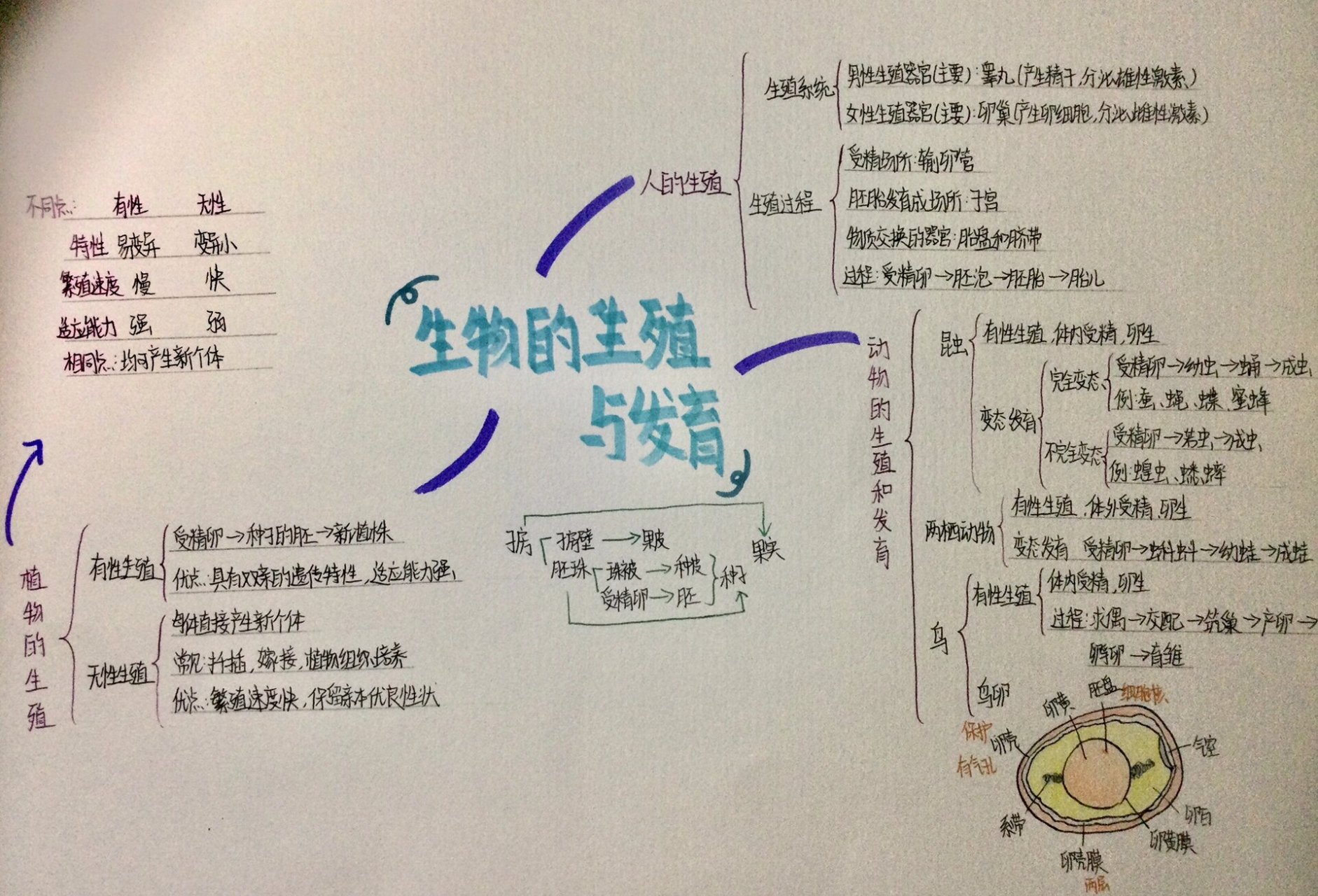 思维导图生物 简单图片