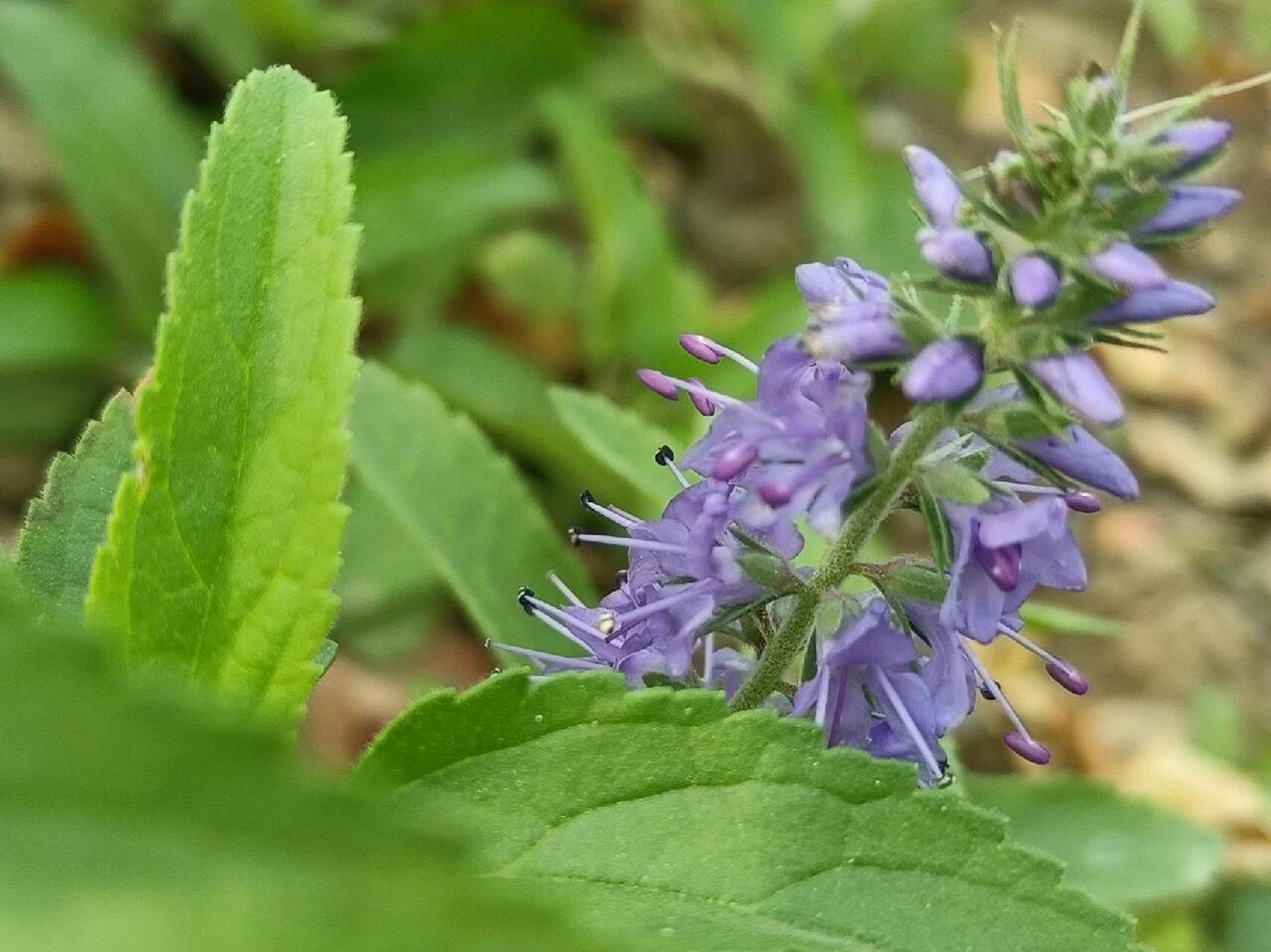穗花婆婆纳 蓝色穗花婆婆纳是多年生宿根植物,花期一般5-11月,夏季到