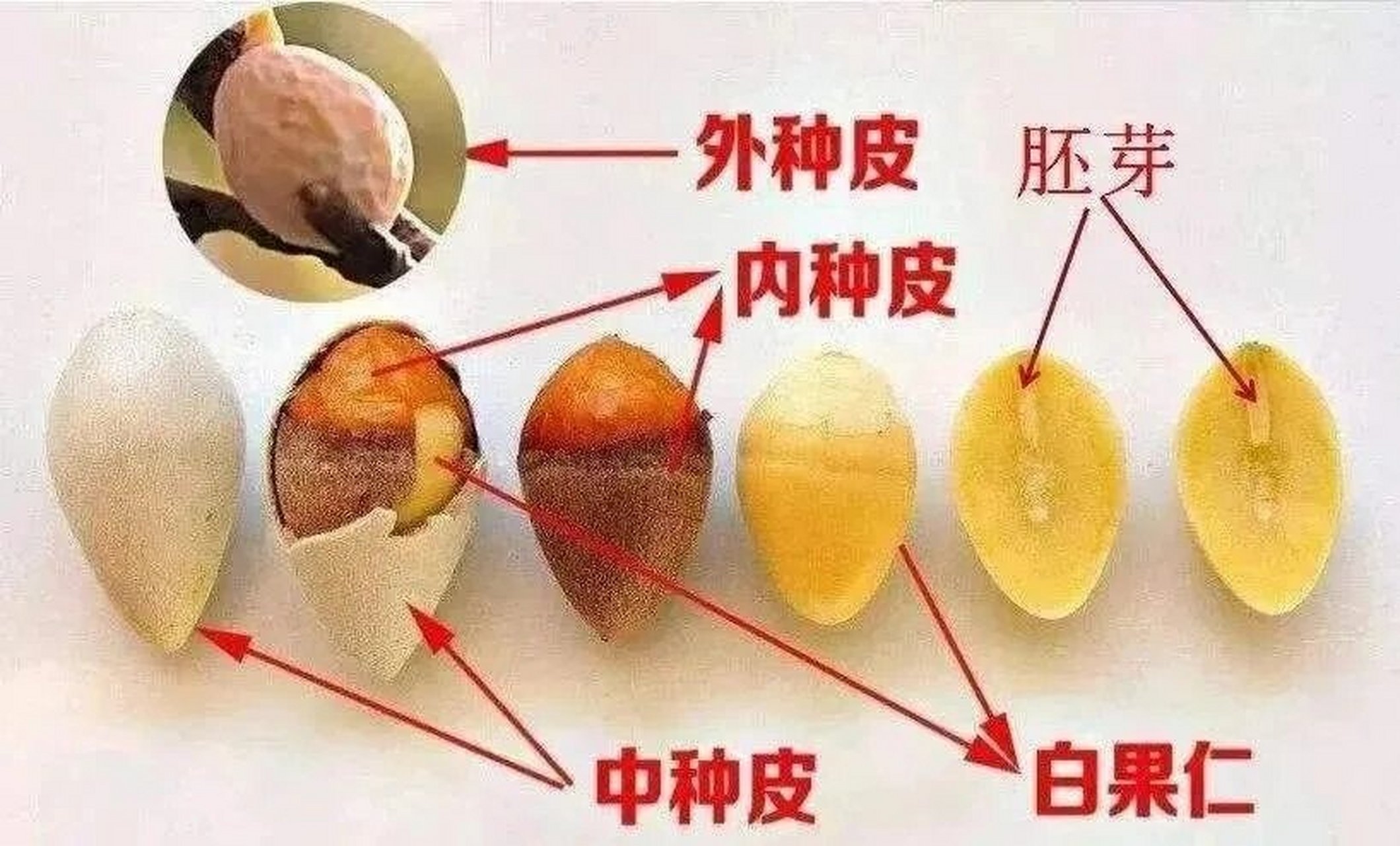 银杏的胚珠是裸露的,因此由它单独发育而来的种子没有果皮的包被.