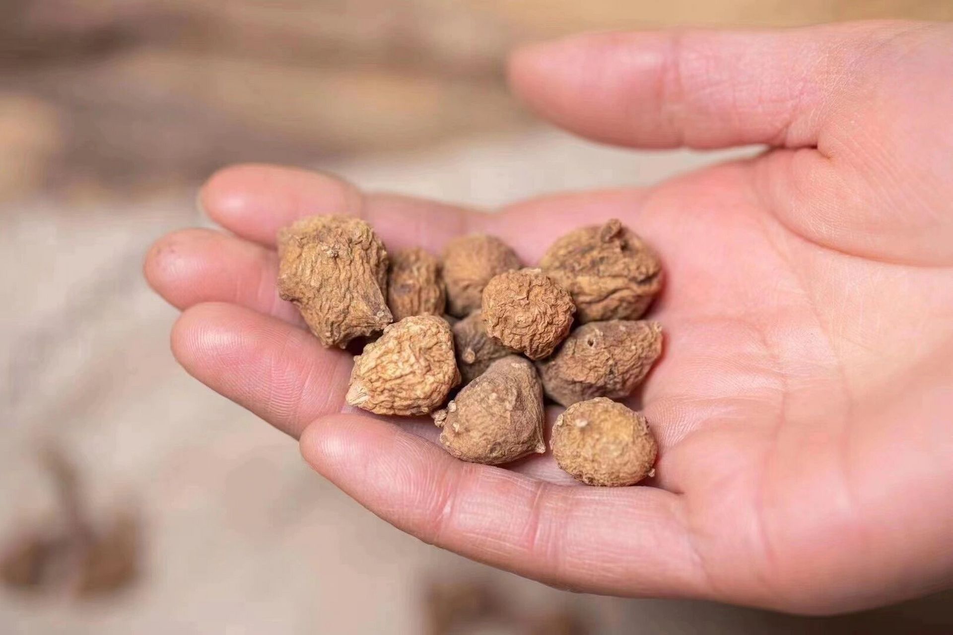 三七中的佼佼者|西藏野生藏三七 藏三七,味微苦,甘,性温 产于西藏