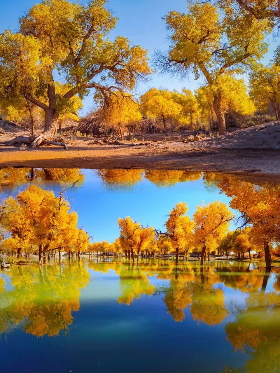 中国最美的秋天.甘肃酒泉金昌县的胡杨林