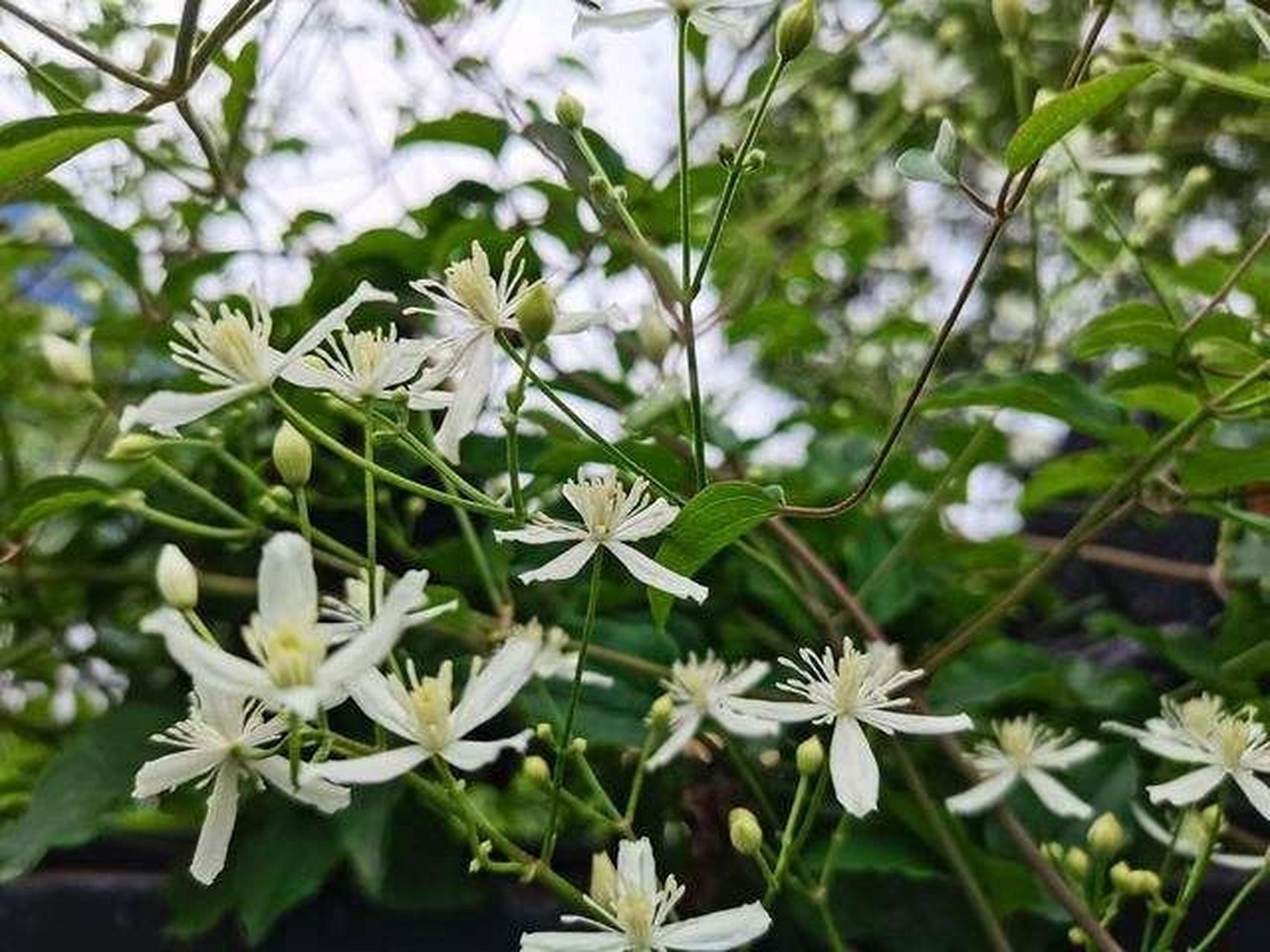 【主产地】威灵仙主产江苏,浙江等地;棉团铁线莲,东北铁线莲主产东北