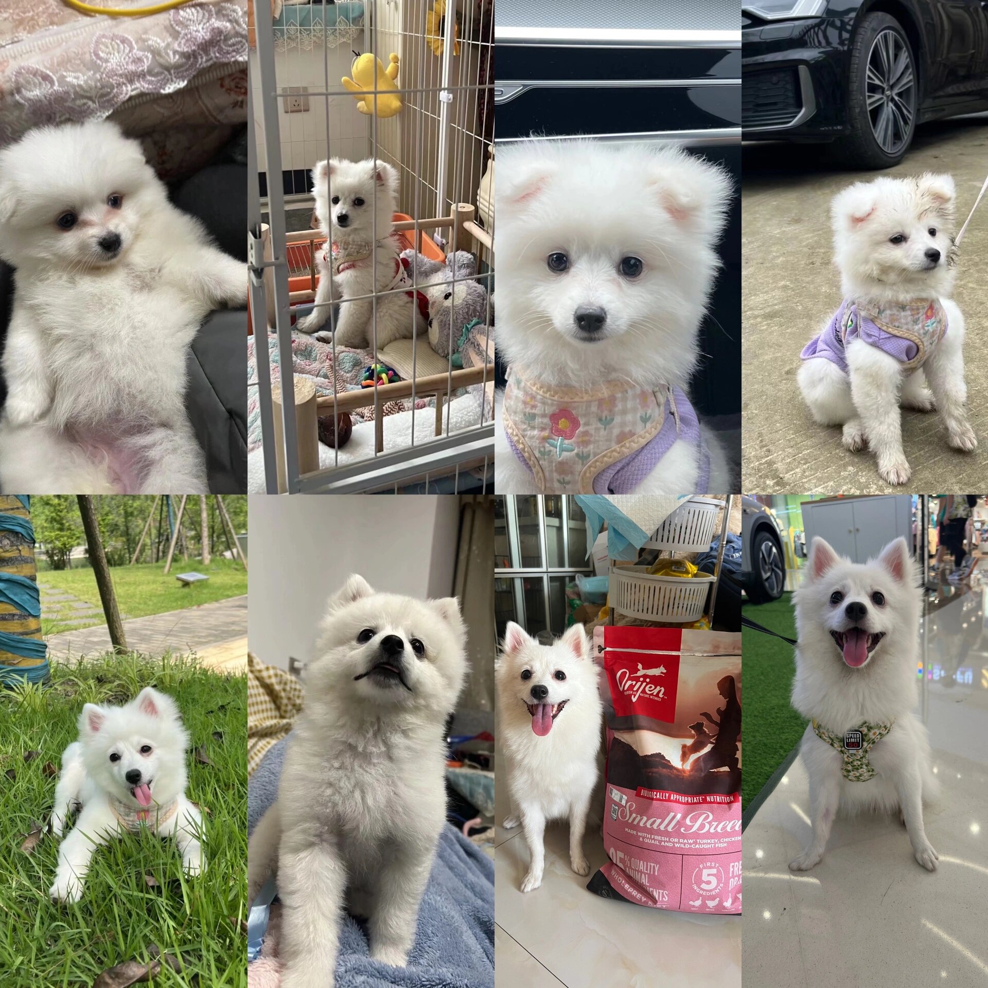 博美犬和银狐犬的串串图片