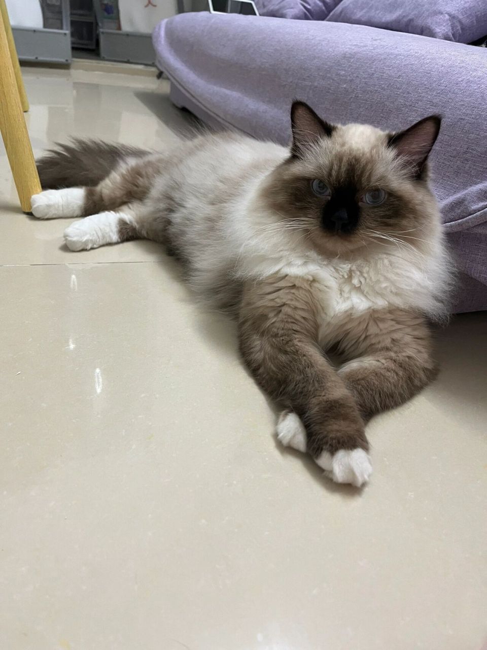 今天又被人说这是长毛暹罗猫?