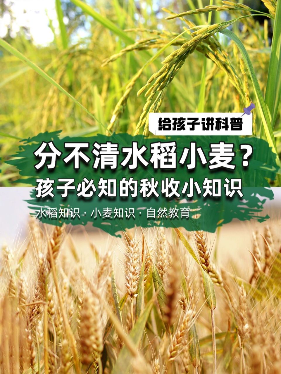 秋收小知识90你知道水稻和小麦的区别吗71 秋意深浓,正是五谷丰登
