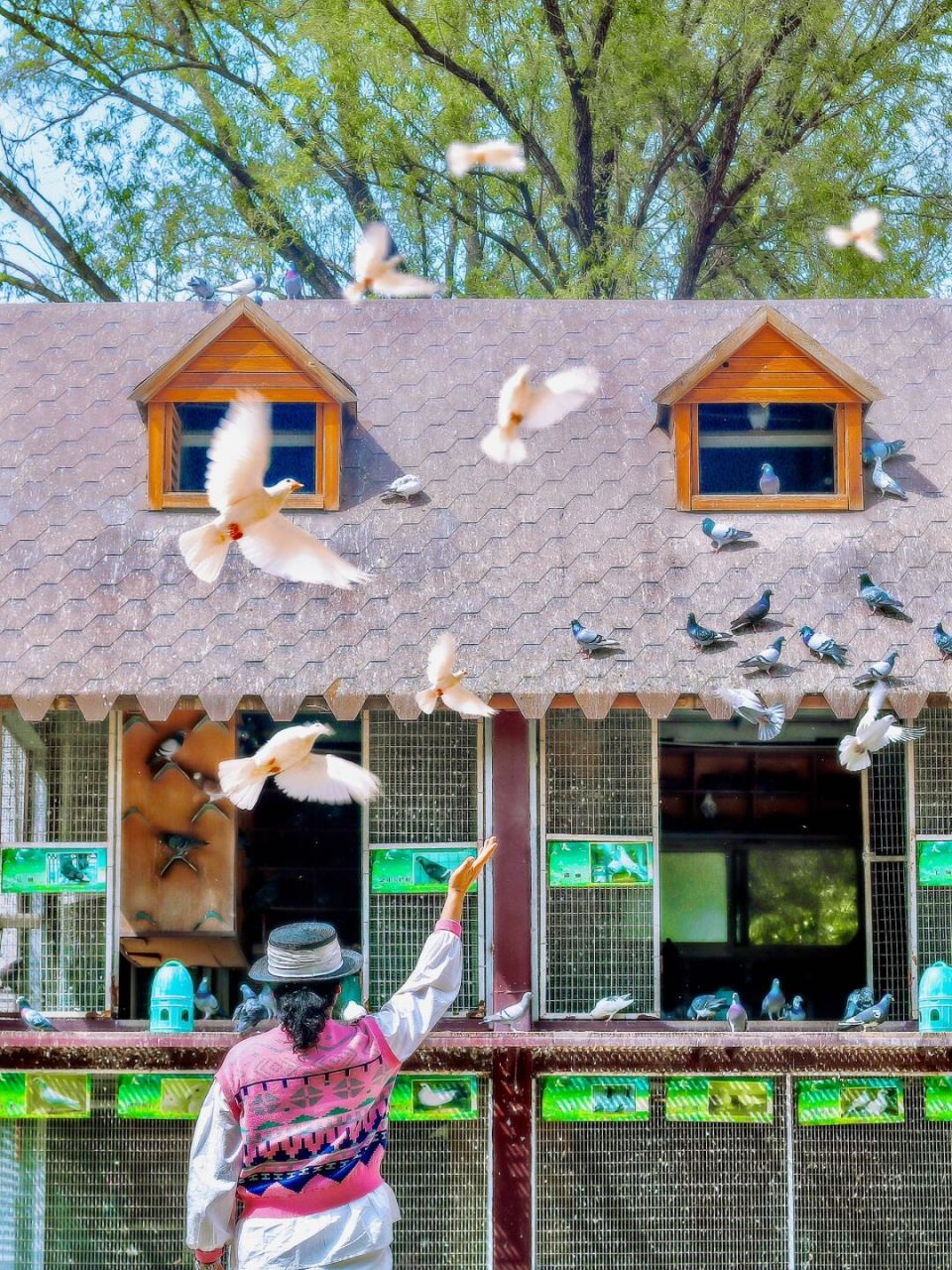 太原遛娃·快在布拉格广场喂鸽子9415啦| 还去什么布拉格, 在太原