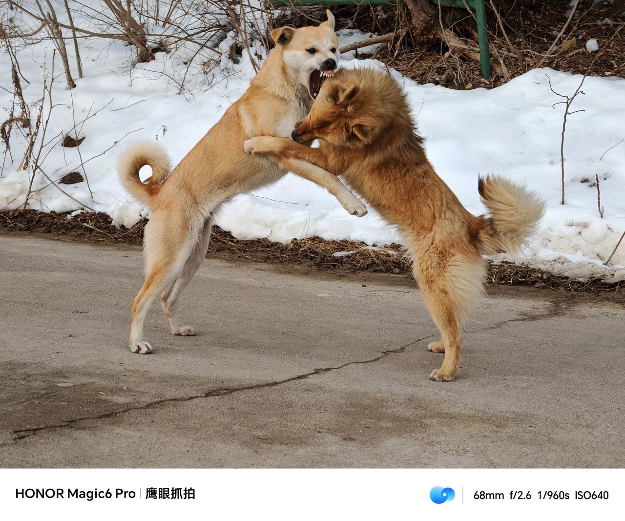 荣耀magic6 pro的鹰眼抓拍可真牛,狗狗摔跤抓拍的那