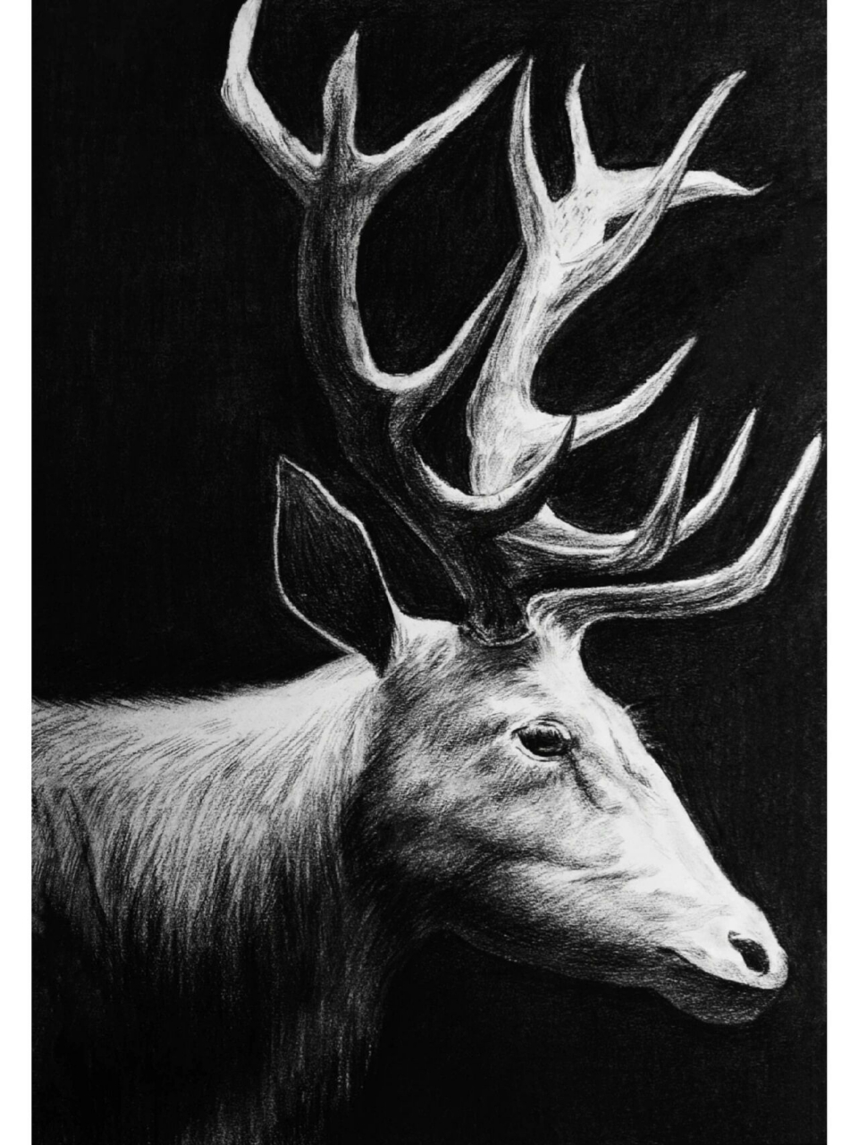 精微素描动物合集 这些发的都有步骤图,全部4k绘画,还想看画什么 我们