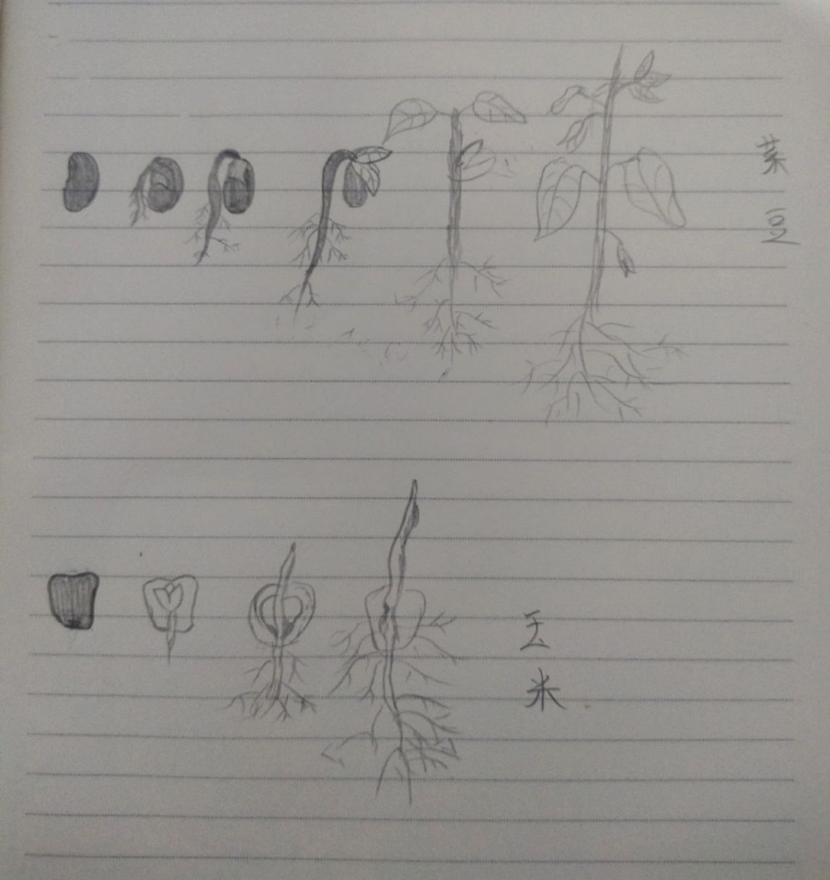 七上生物种子结构图和种子萌发过程97 希望能帮助到你们,哈哈哈 画