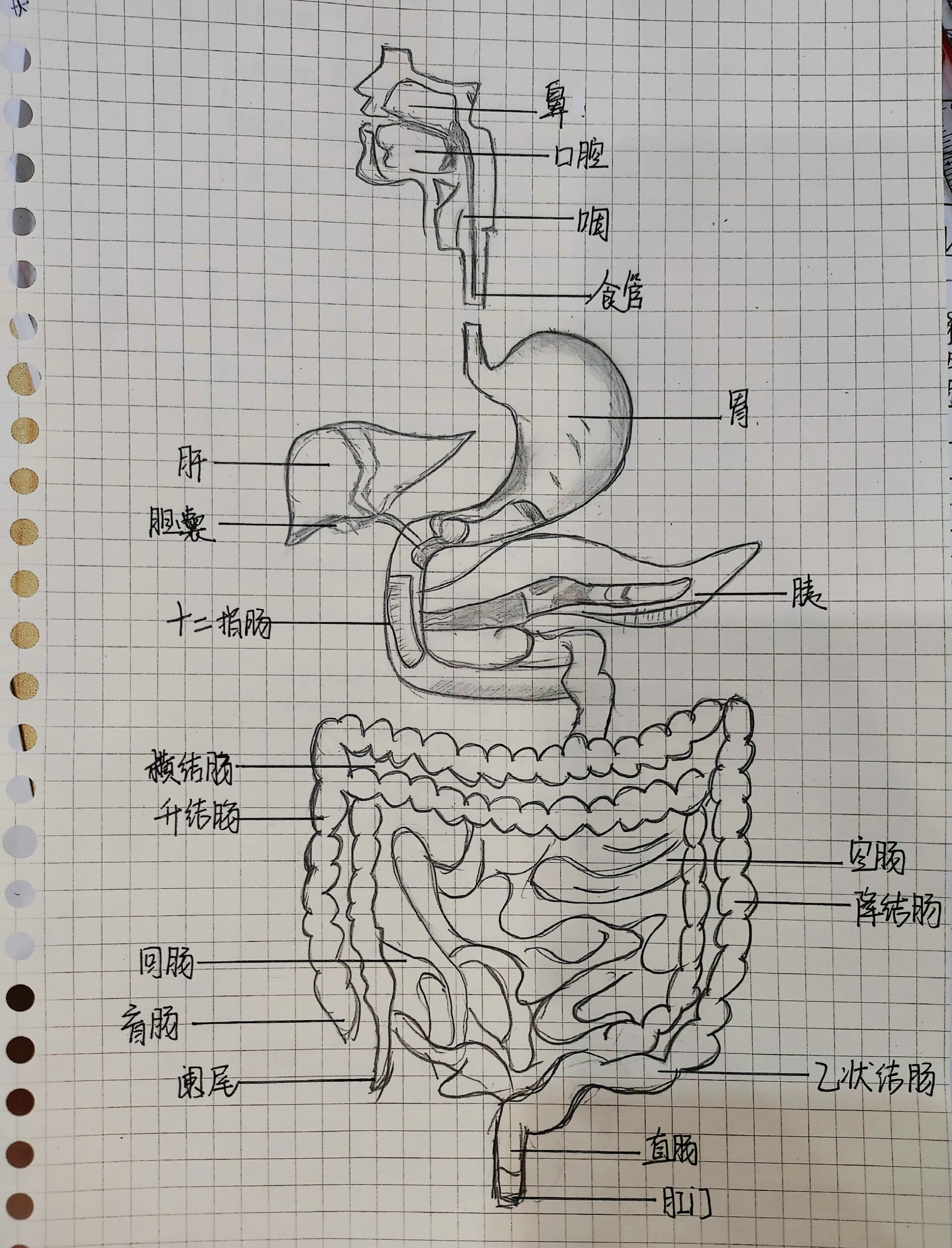 手绘消化系统解剖图