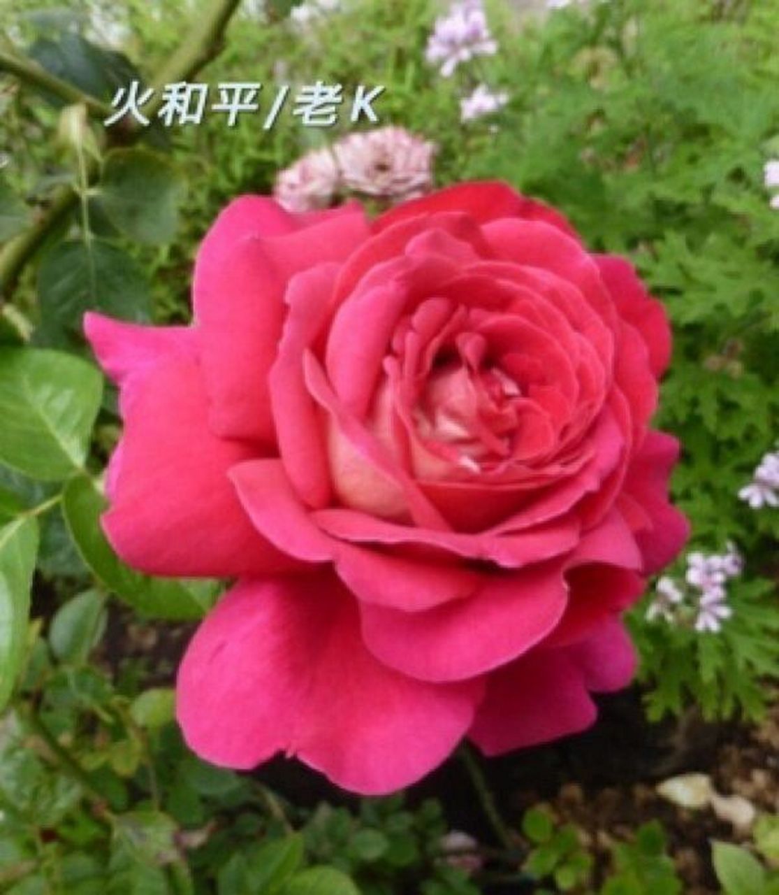 养月季几乎都听过"和平",这个作为现代优秀月季鼻祖的永恒经典浦种