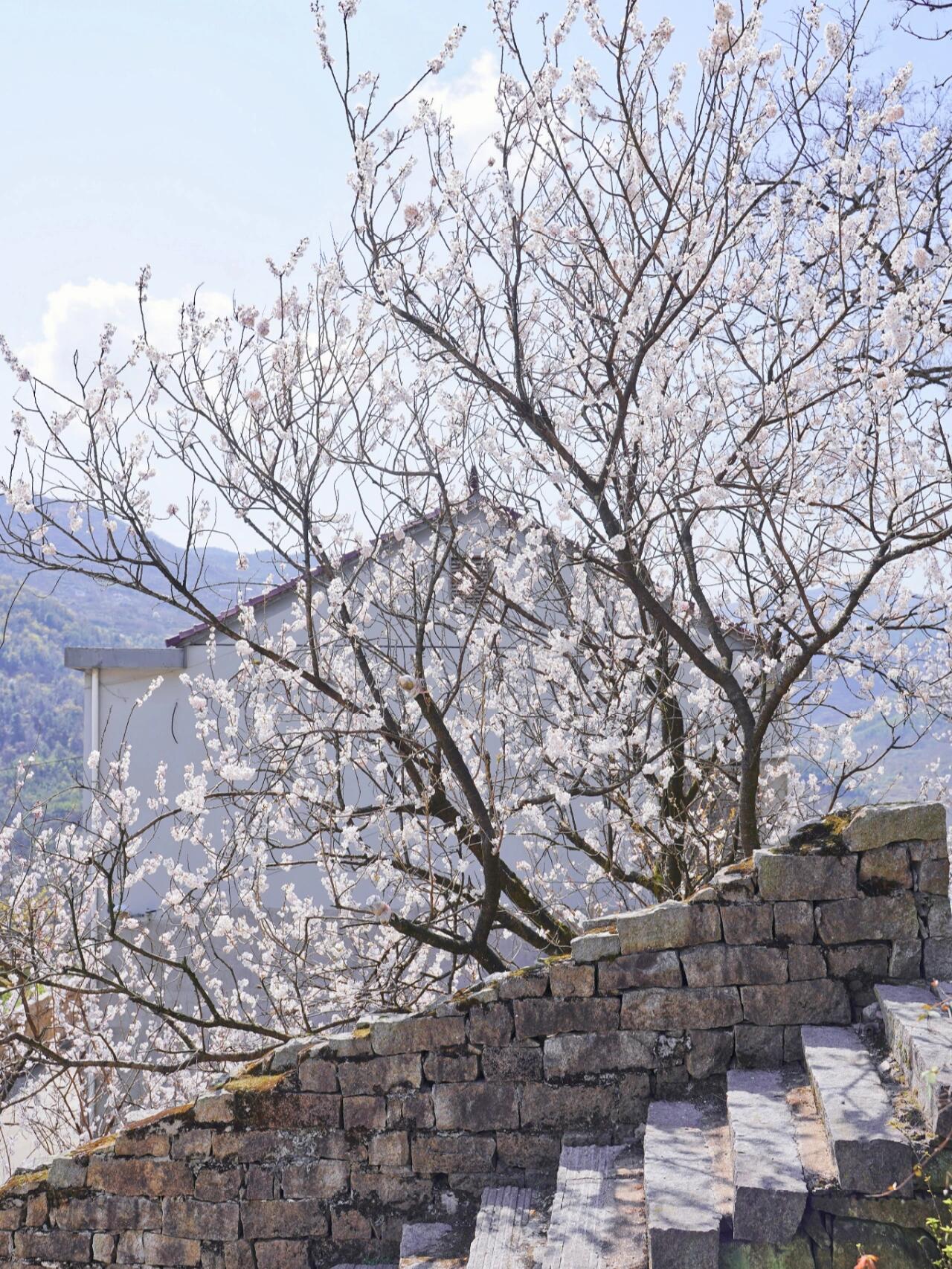 四明山悬岩村樱桃花开啦,快冲 02一个建在四明山半山悬崖上的小村子