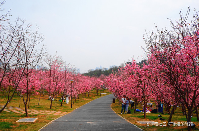 南宁青秀山樱花园