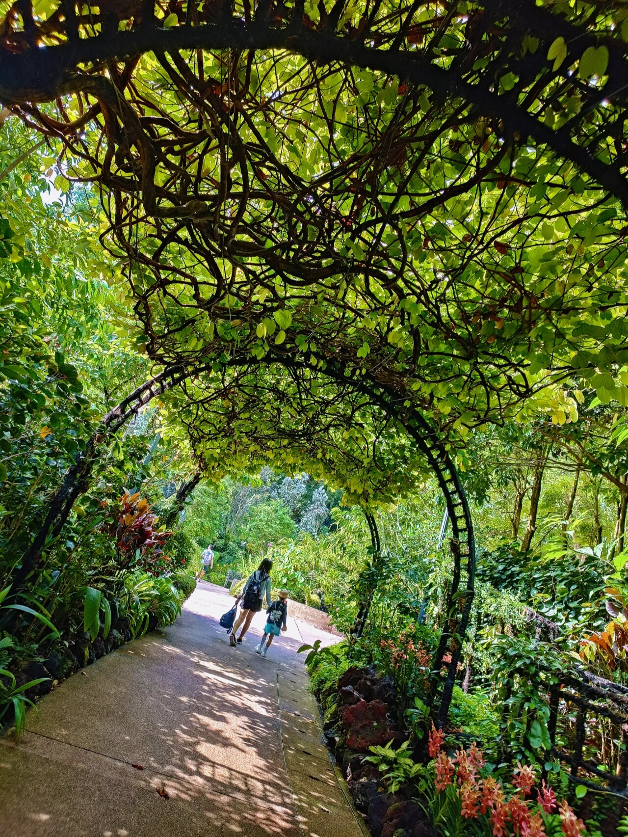 9492 新加坡胡姬花园 | 好疗愈