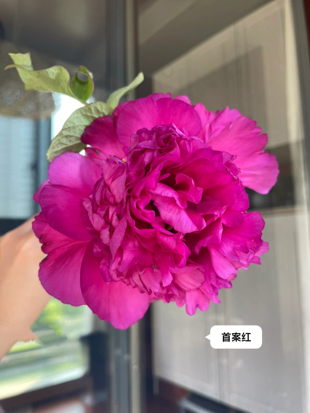 国产牡丹首案红,珊瑚台 两款明显的台阁型牡丹.