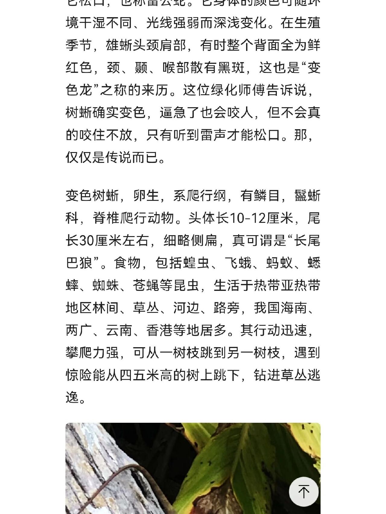 树蜥 雷公蛇 感谢大家科普,我知道了,它不是壁虎,是树蜥,也叫雷公蛇