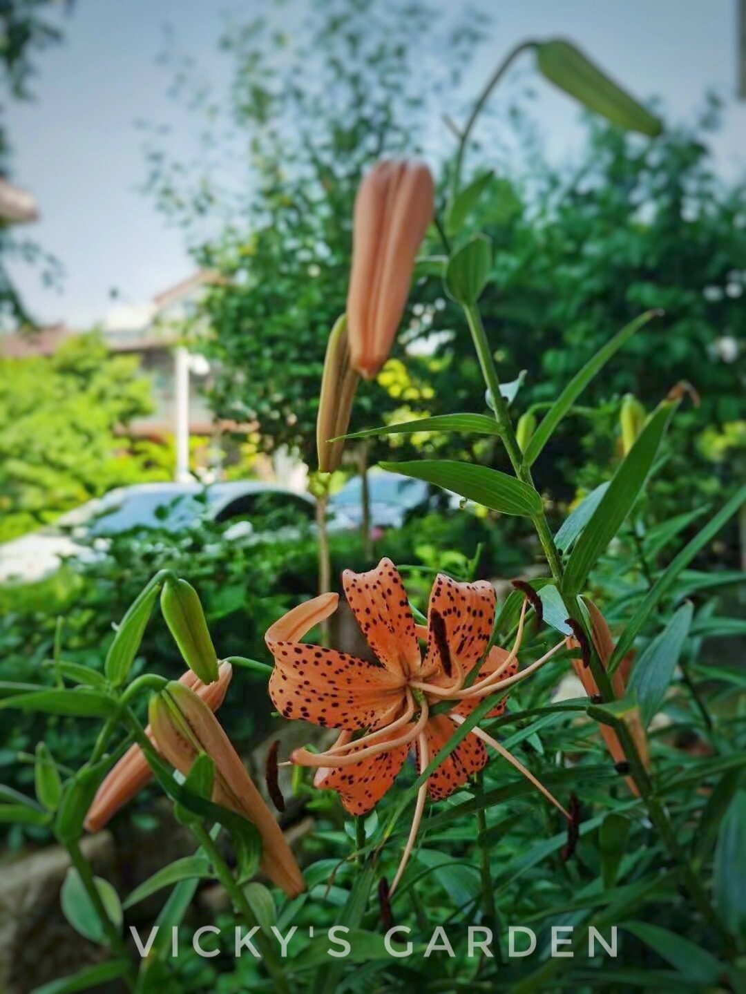 食用百合会开花吗?