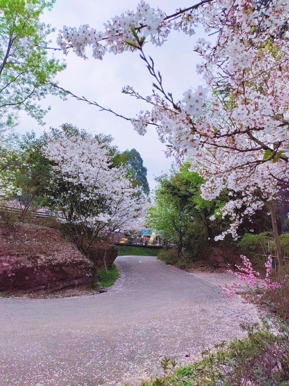 新津梨花村图片