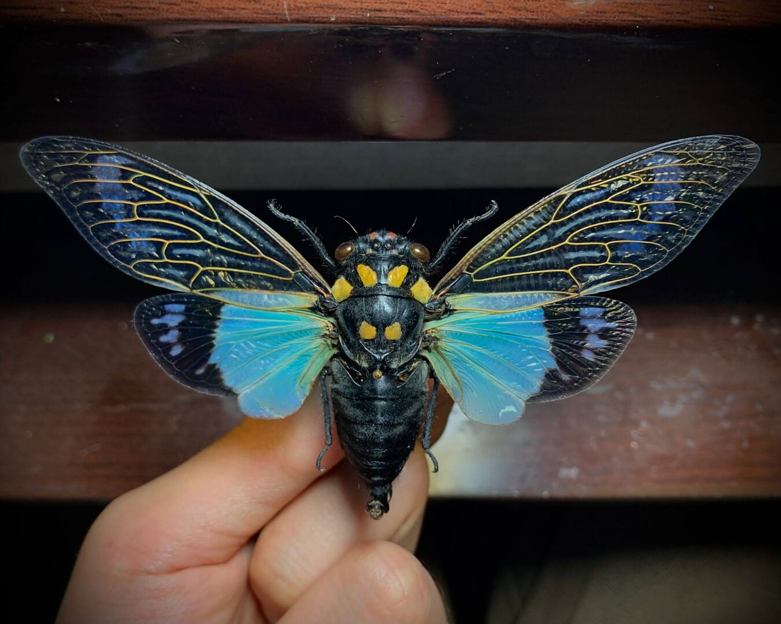 在我国云南也有分布,蝉中的颜值巅峰[期待]#昆虫# #标本# #蝉# #知了