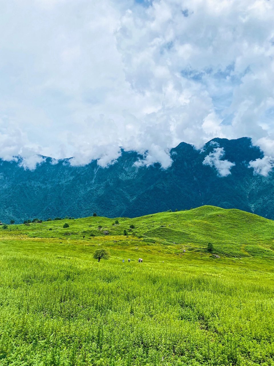 9899峨边.黑竹沟 01叮咚,铁汁们,保底的每月一更来了!