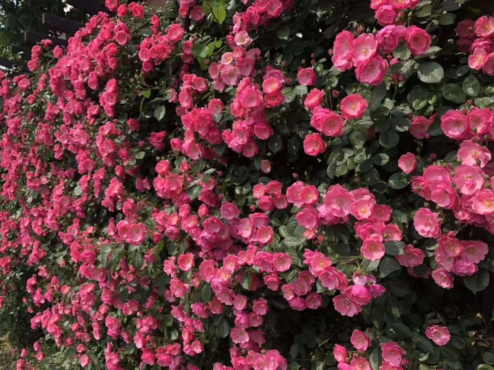 安吉拉,是一种开簇状花的藤本月季.