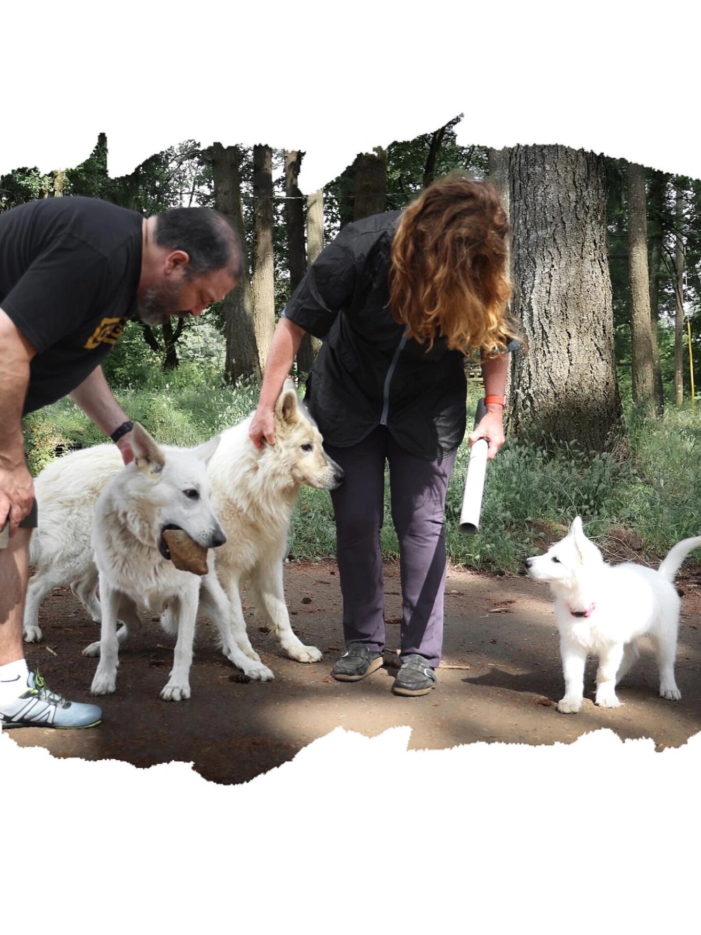 接八周白色瑞士牧羊犬宝宝回家 独立日周末驱车往返9小时,去接我们的