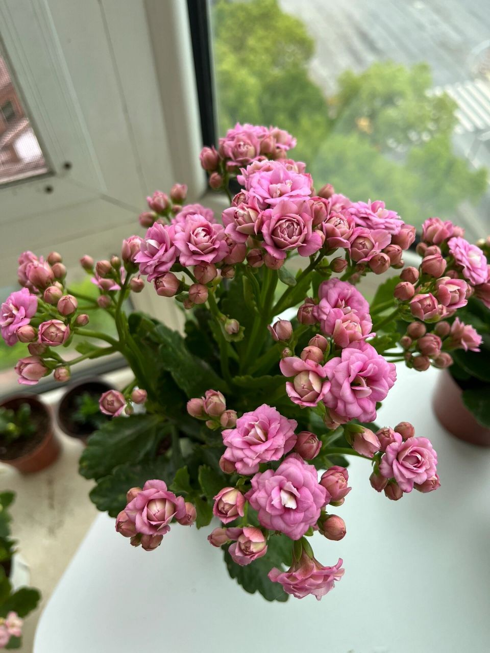 长寿花(21)莉莉安