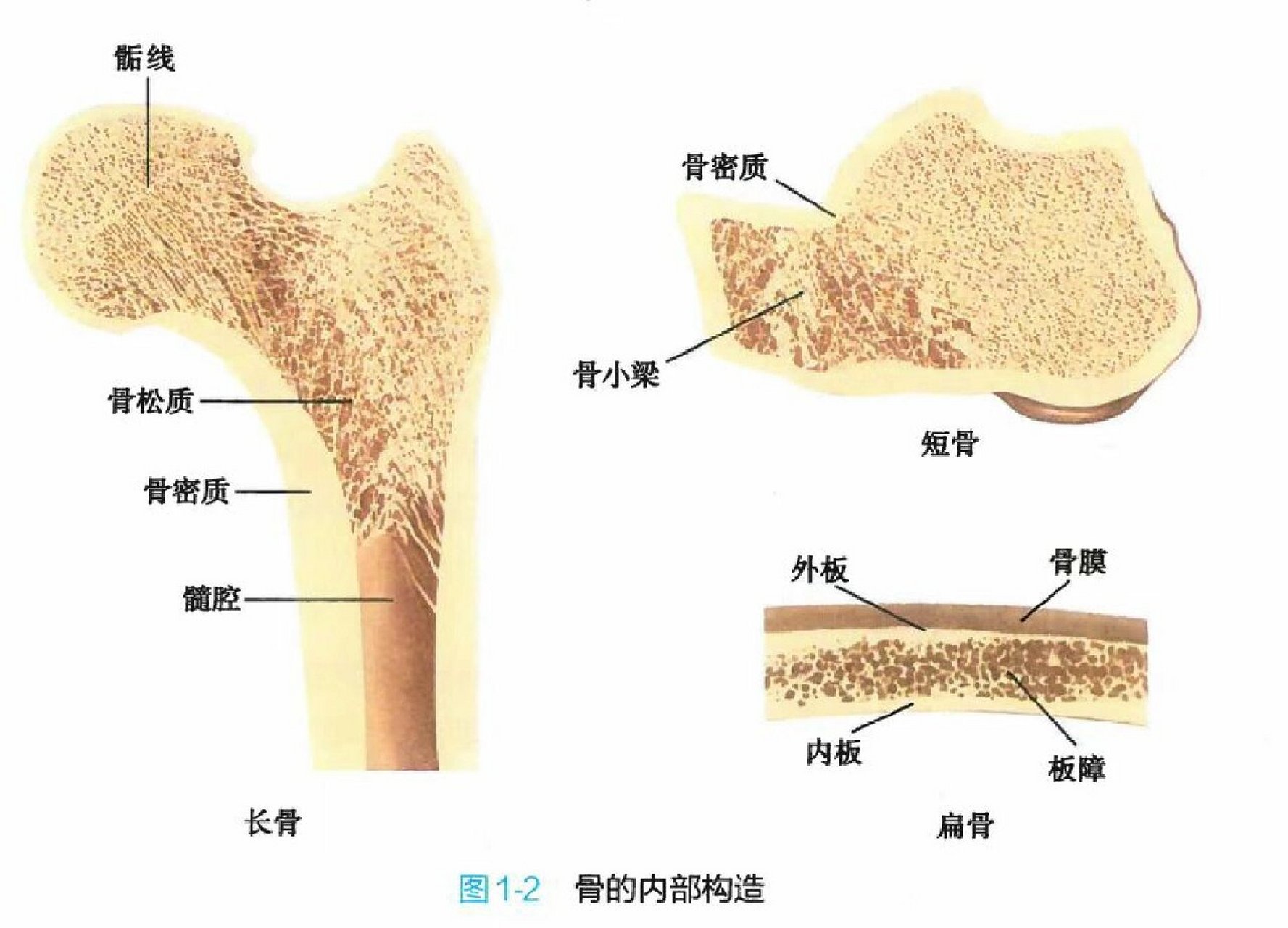 长骨 短骨图片